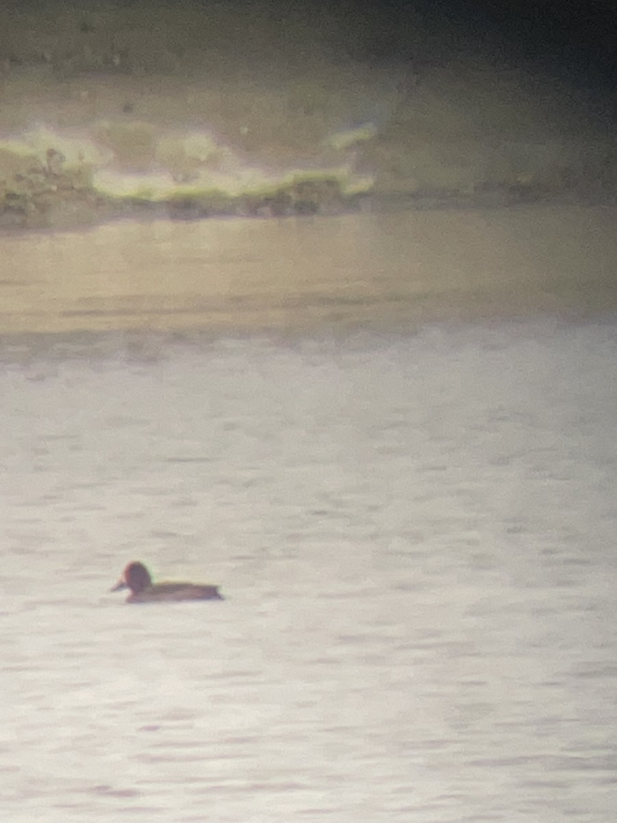Greater/Lesser Scaup - ML611437038