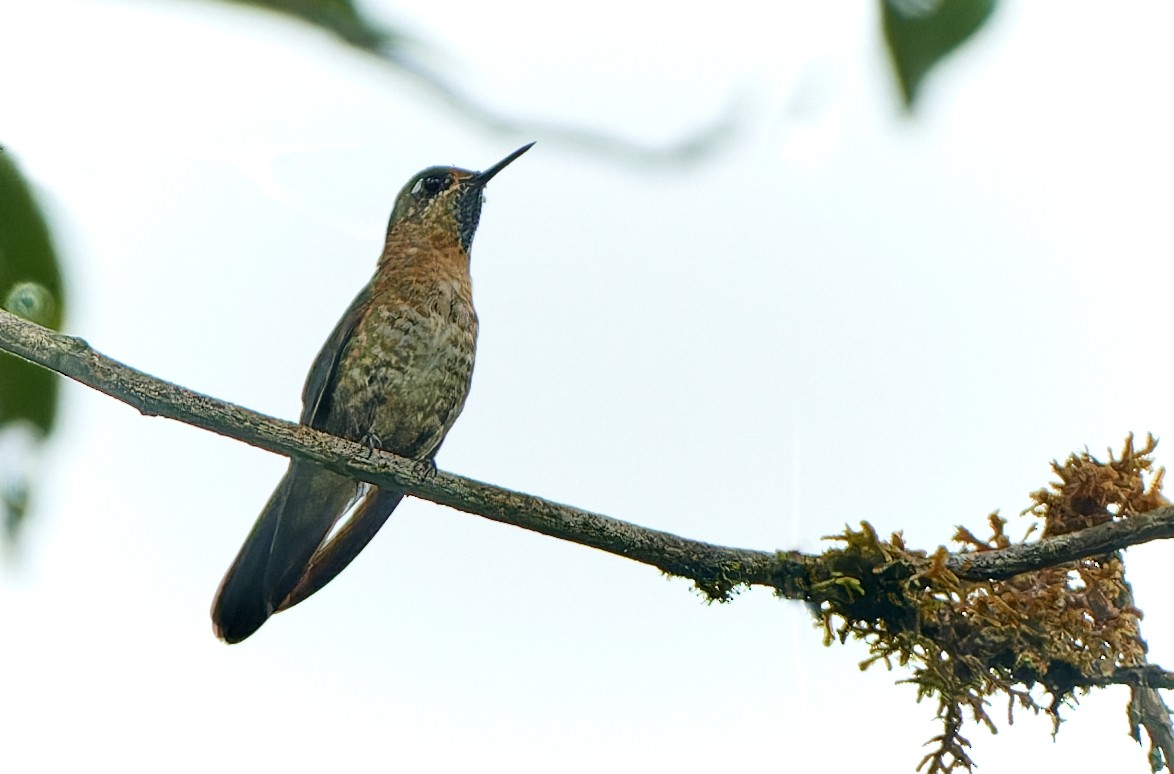 kolibřík dřišťálový - ML611437063