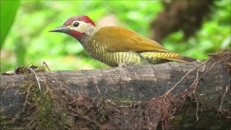 Golden-olive Woodpecker - ML611437184