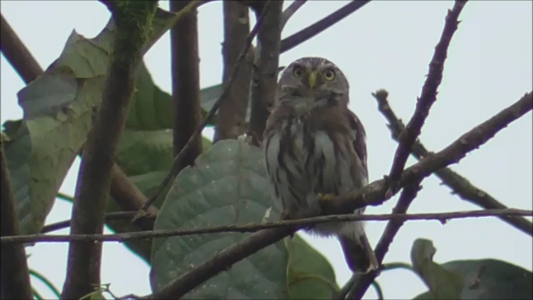 Peruvian Pygmy-Owl - ML611437191