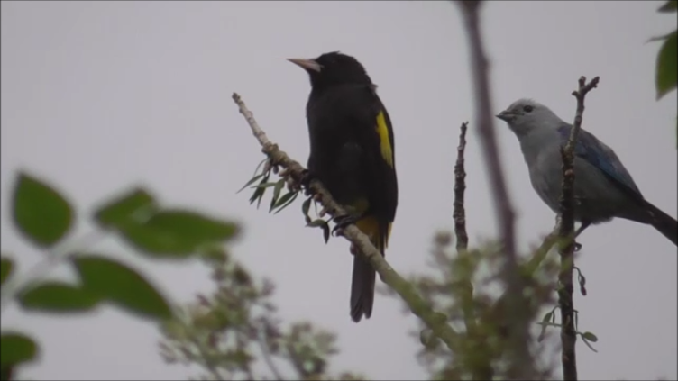 Yellow-rumped Cacique - ML611437200