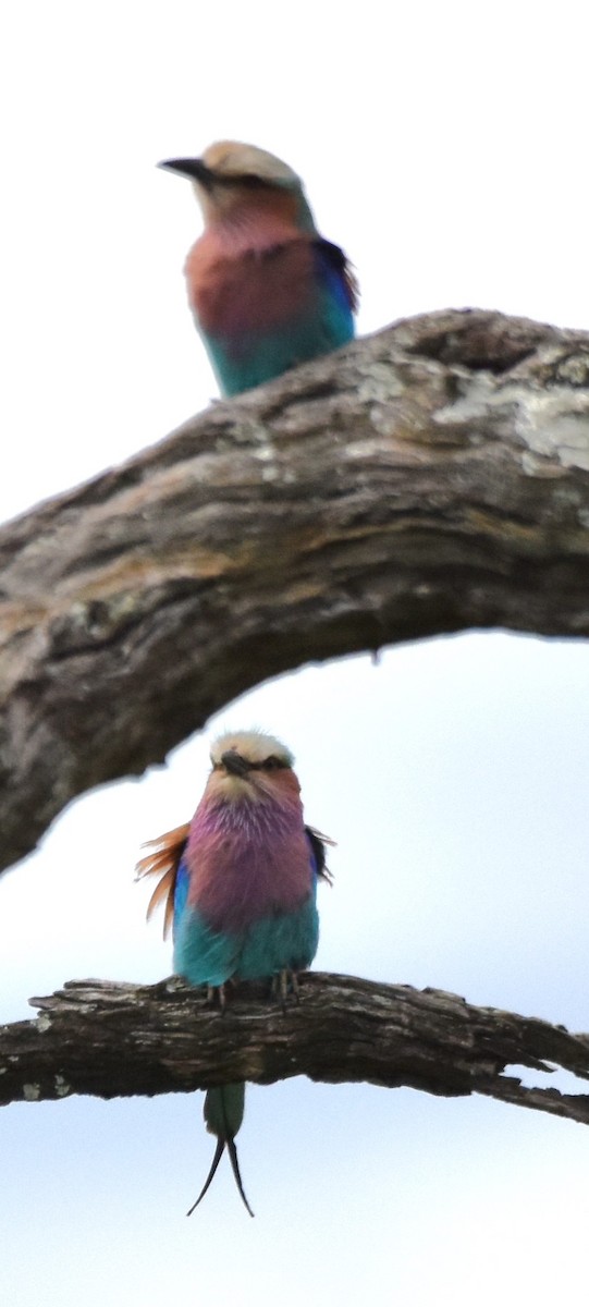 Lilac-breasted Roller (Lilac-breasted) - ML611437214