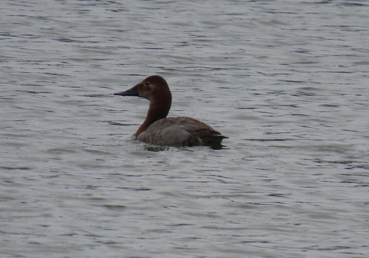 eBird Checklist 22 Nov 2023 Harlingen City Lake (LTC 025) 11 species