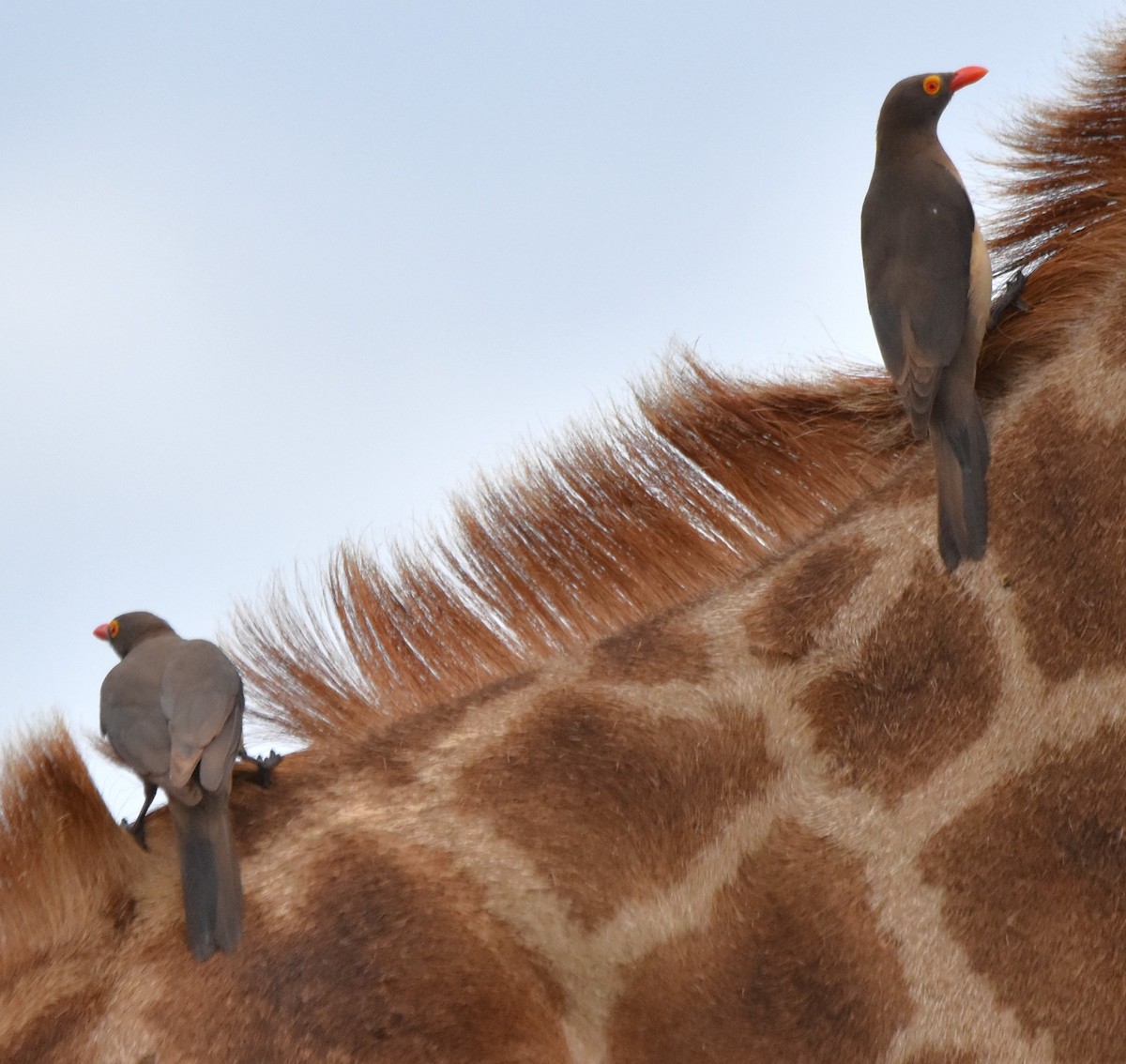 Red-billed Oxpecker - ML611437242