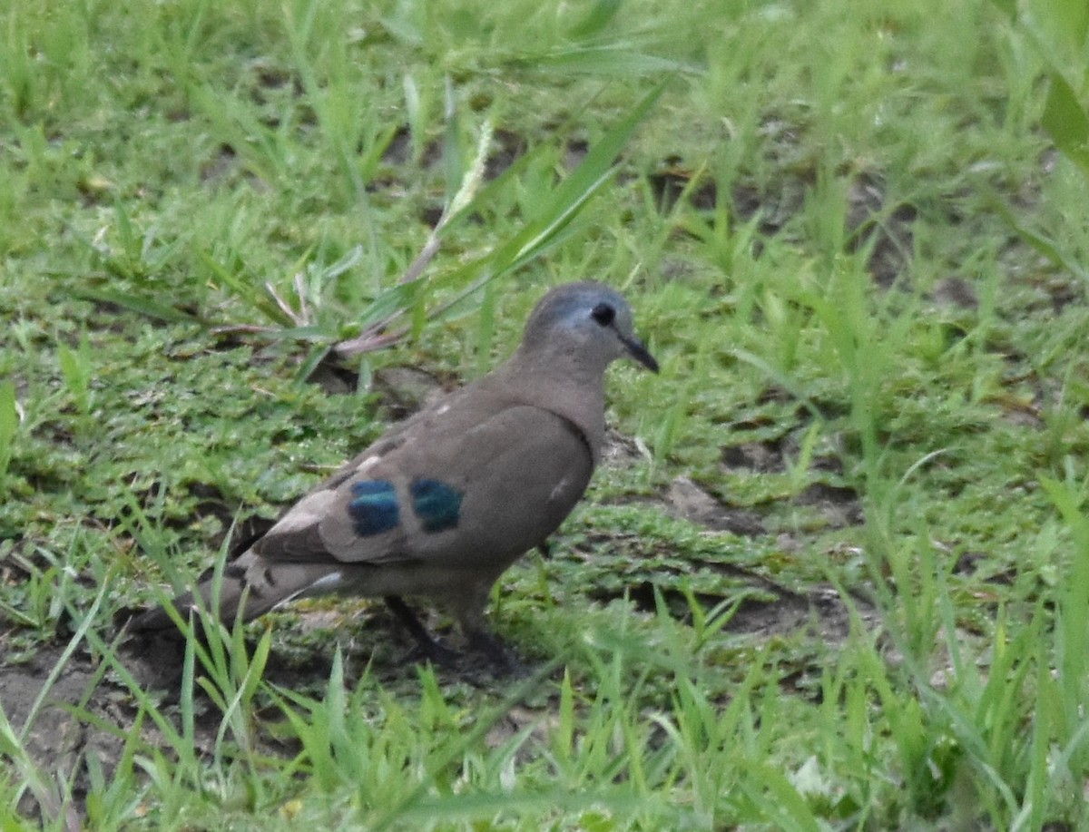 Emerald-spotted Wood-Dove - ML611437299