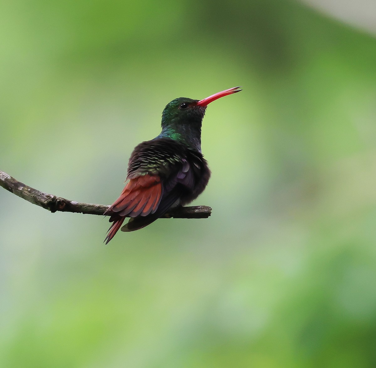 Rufous-tailed Hummingbird - ML611437399