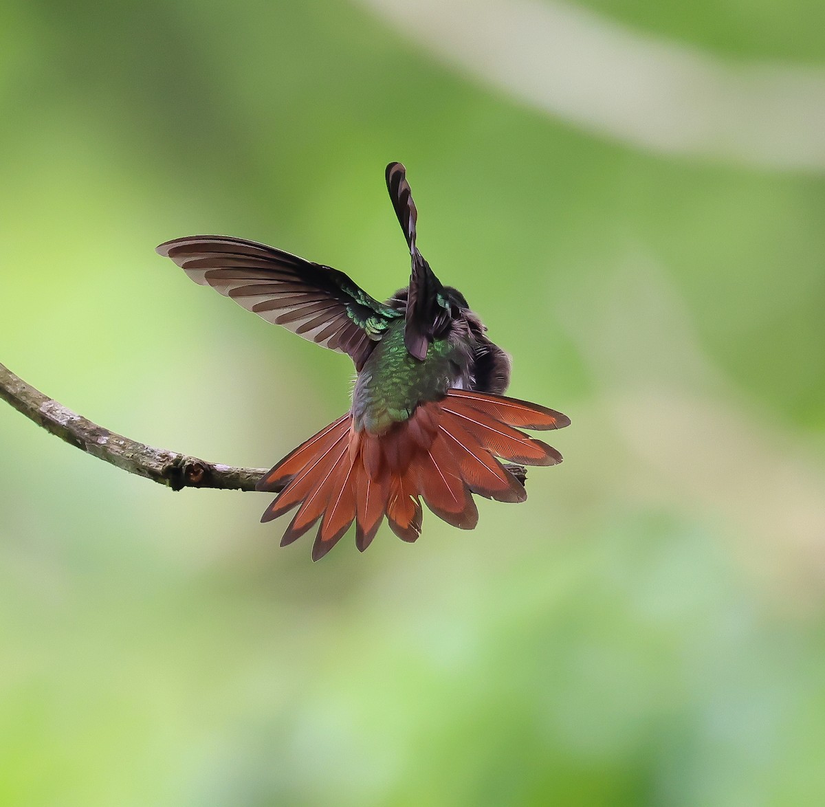 Rufous-tailed Hummingbird - ML611437402
