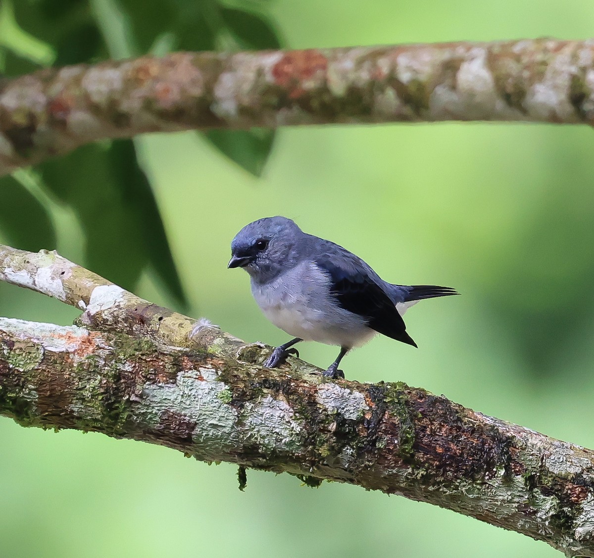 Plain-colored Tanager - ML611437407