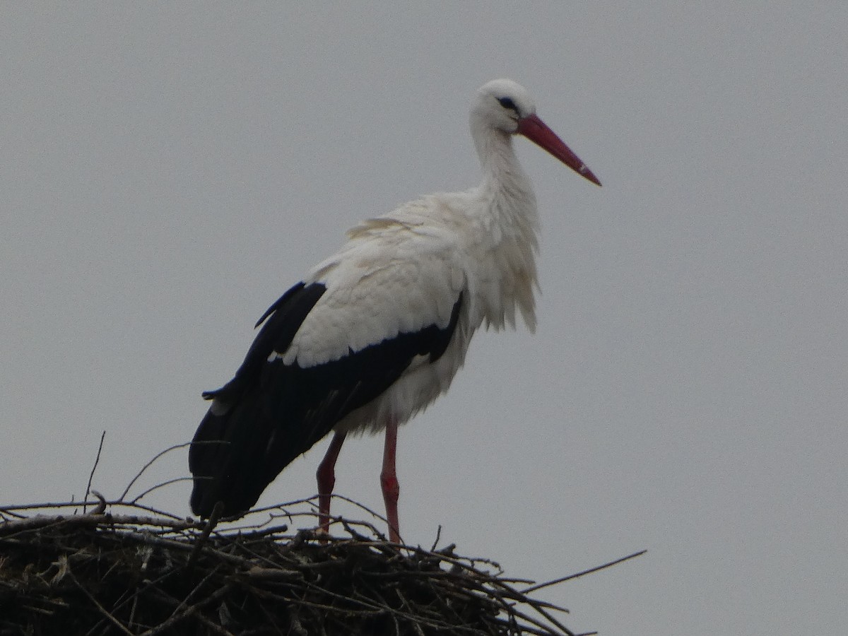 White Stork - ML611437602