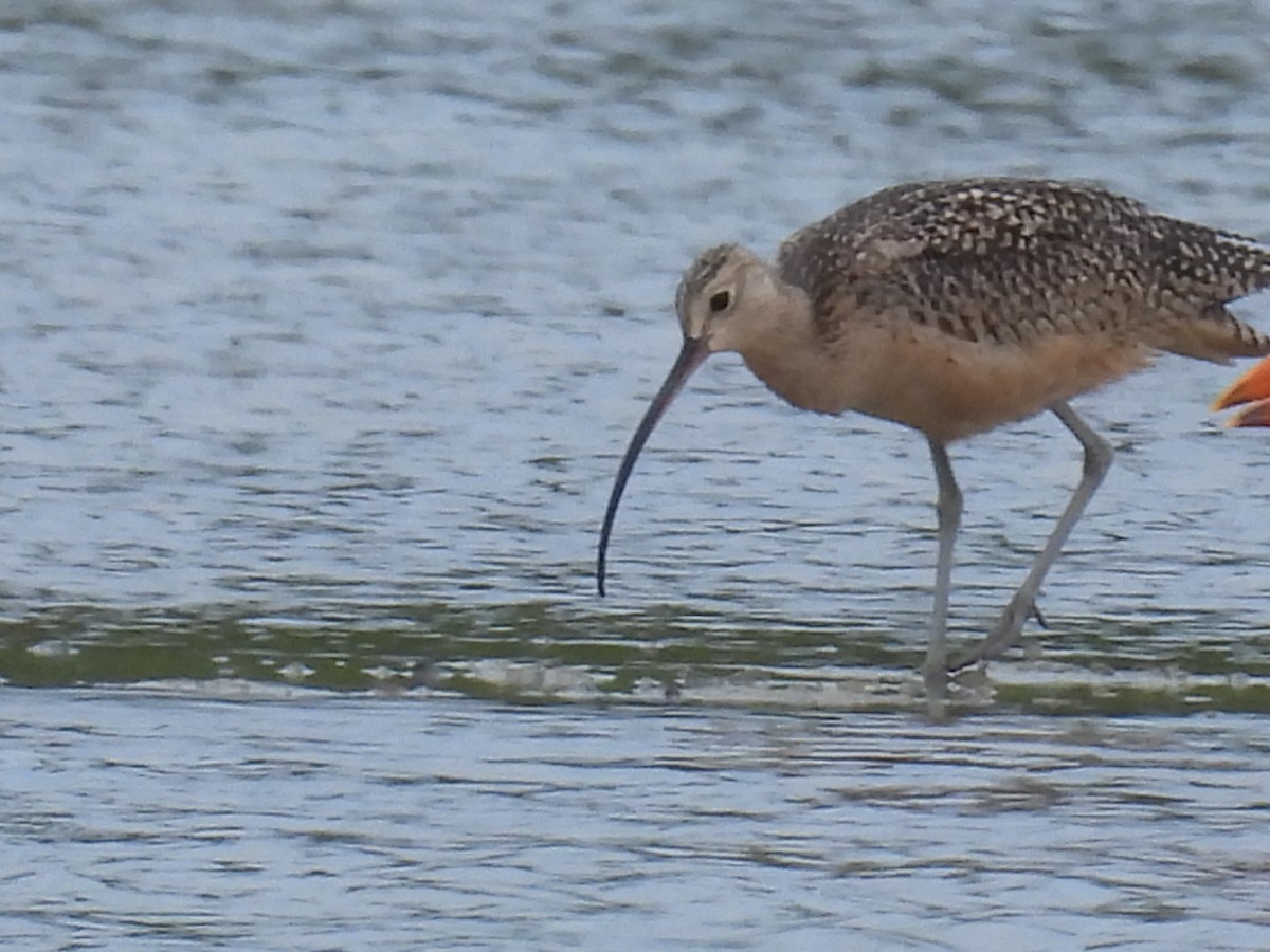 Long-billed Curlew - ML611437663