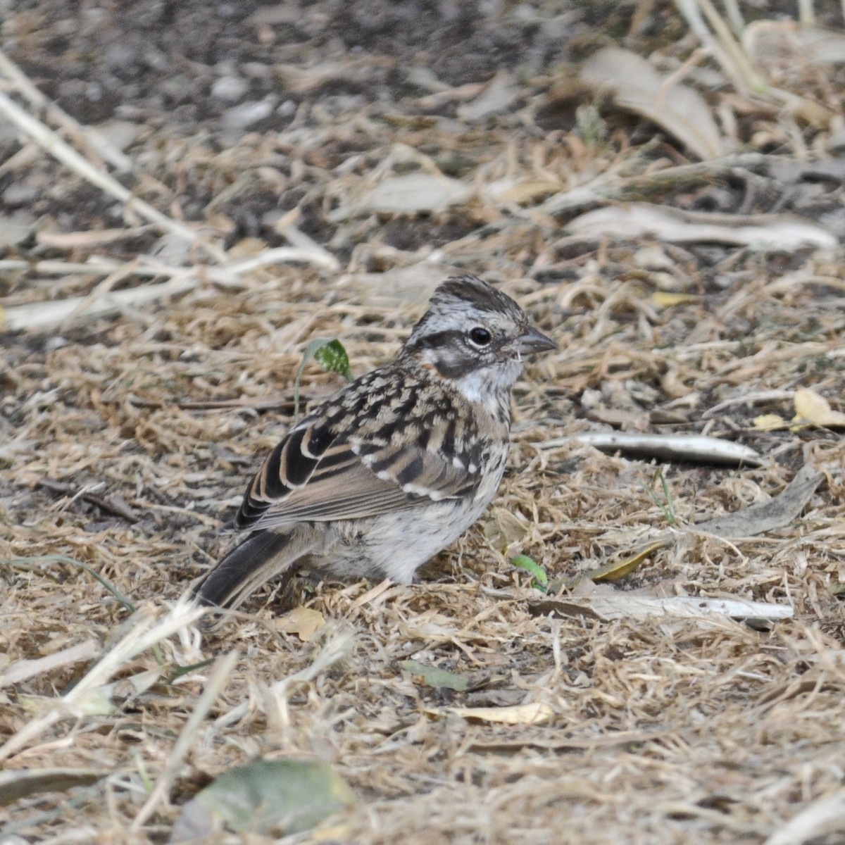 Rufous-collared Sparrow - ML611437770