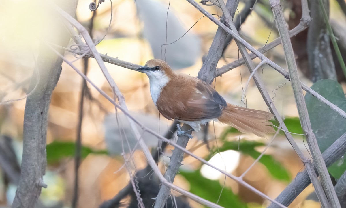 Red-and-white Spinetail - ML611437775