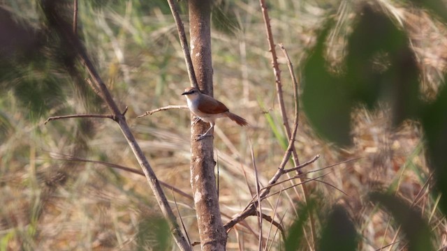Yellow-chinned Spinetail - ML611437837