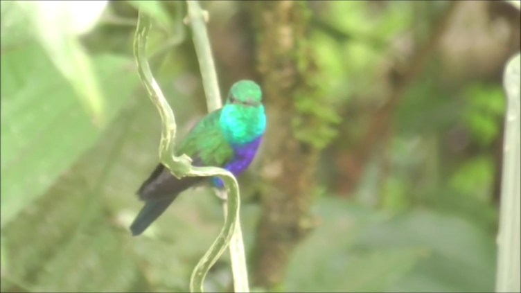 Violet-bellied Hummingbird - ML611437858