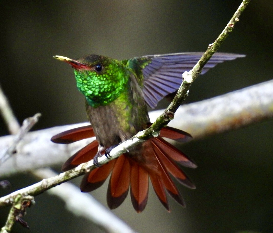 Rufous-tailed Hummingbird - Gillian Kirkwood
