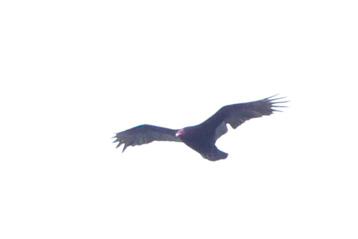 Turkey Vulture - Doug Johnson