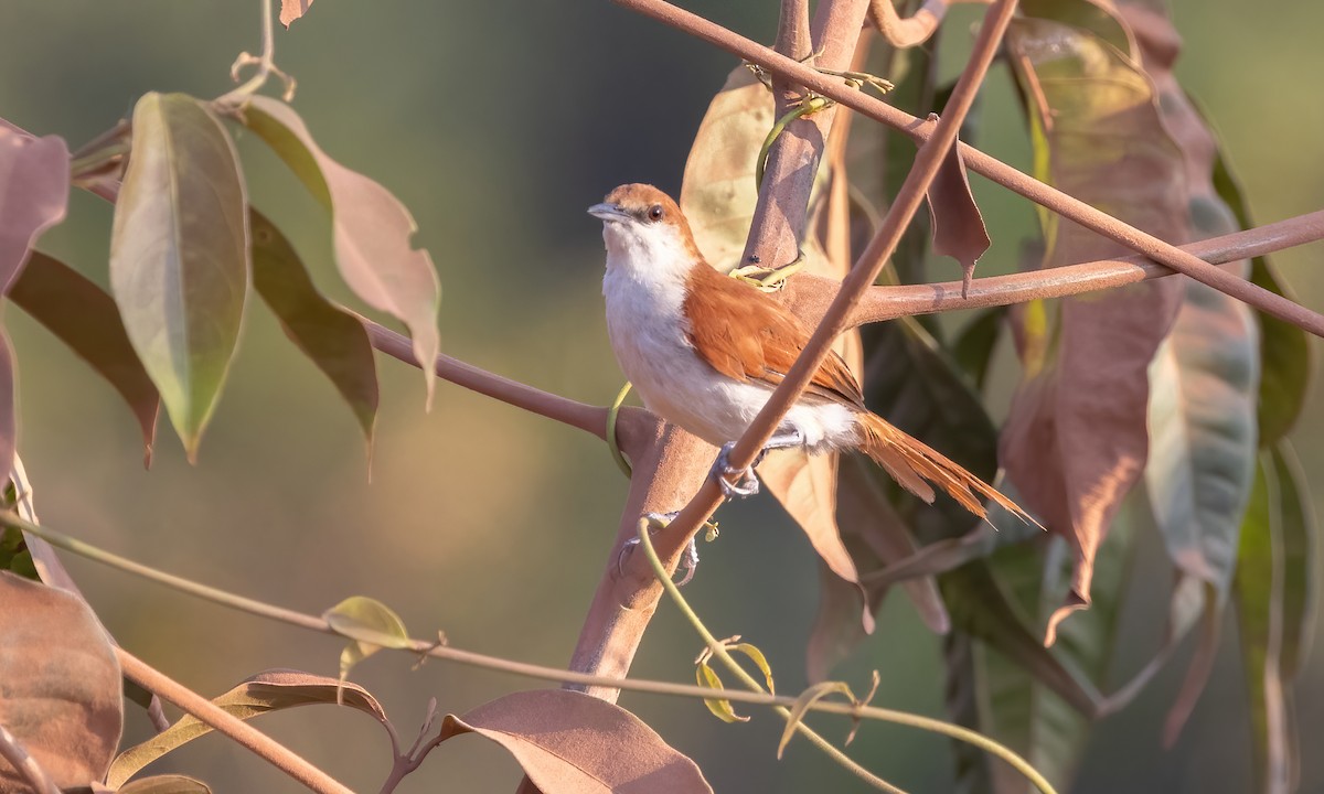 Red-and-white Spinetail - ML611438075