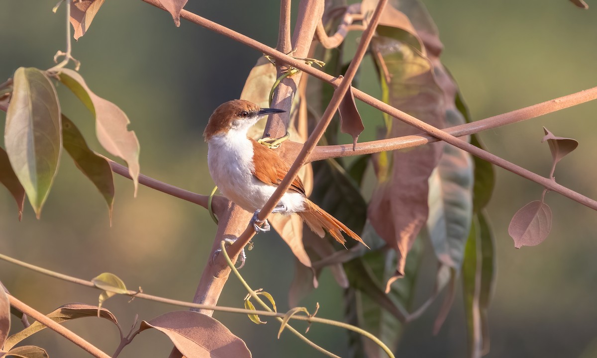 Red-and-white Spinetail - ML611438076