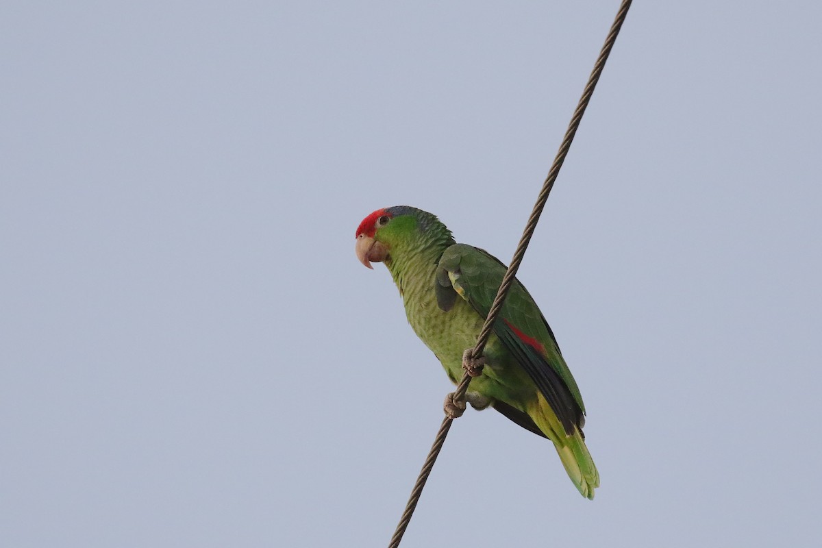 ebird-checklist-27-apr-2023-el-cajon-courthouse-parrot-roost-4