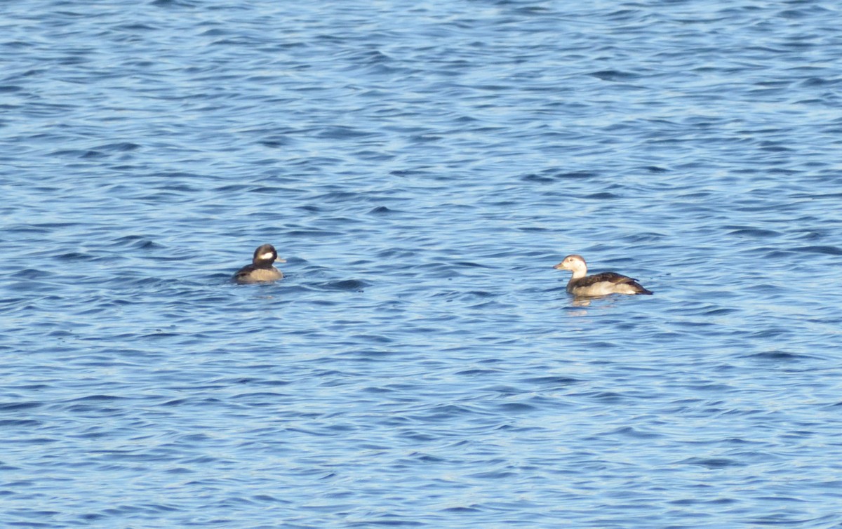 Long-tailed Duck - ML611438940