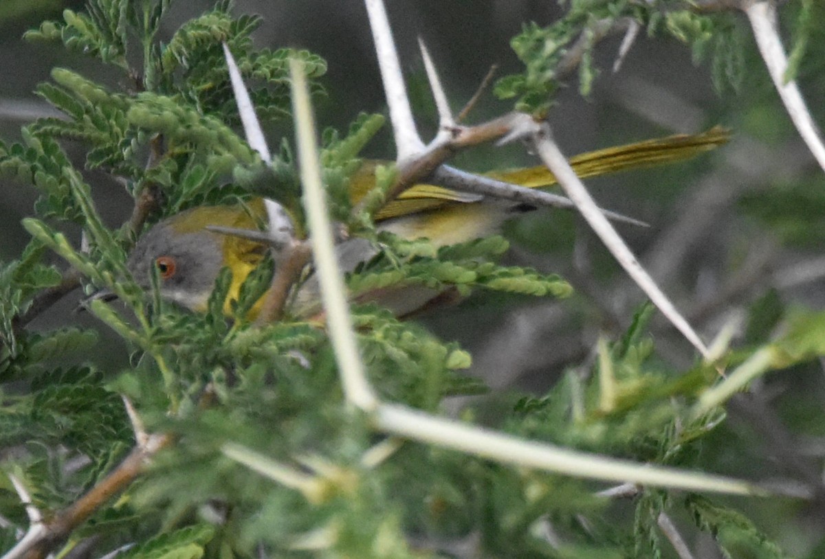 Yellow-breasted Apalis (Yellow-breasted) - ML611439239