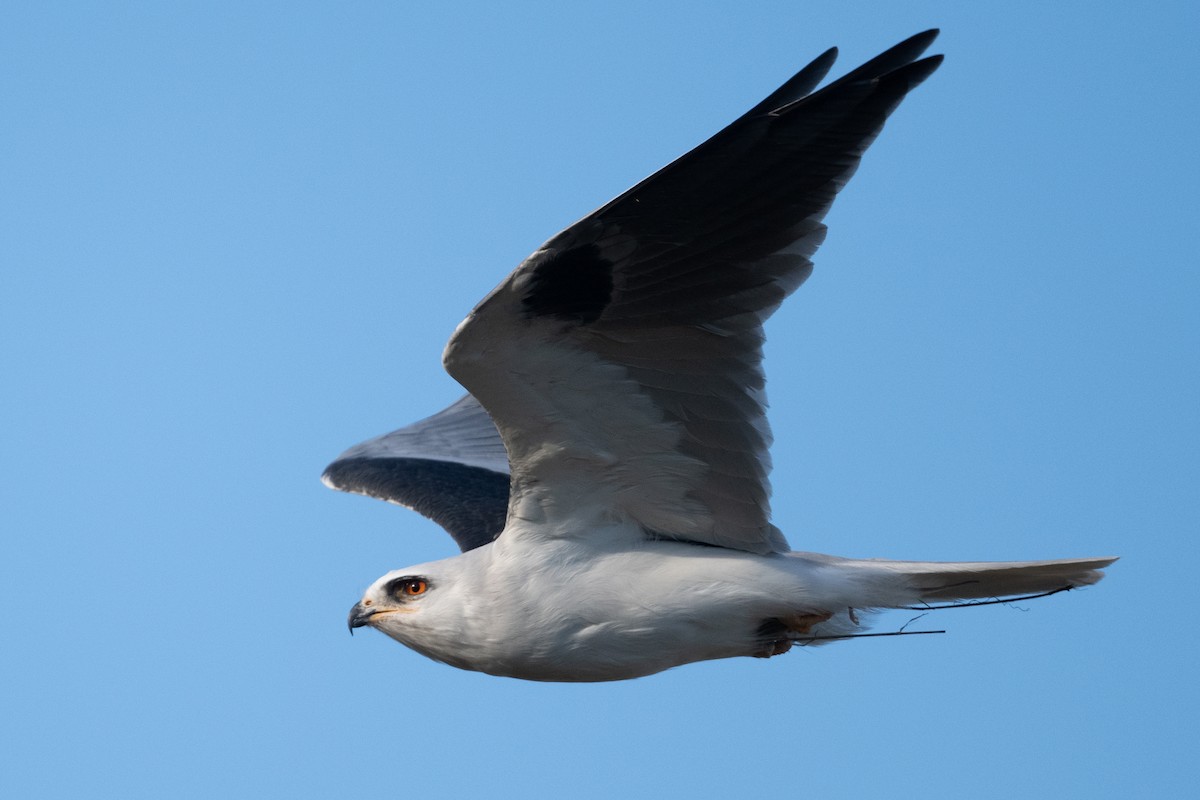 White-tailed Kite - Cynthia  Case