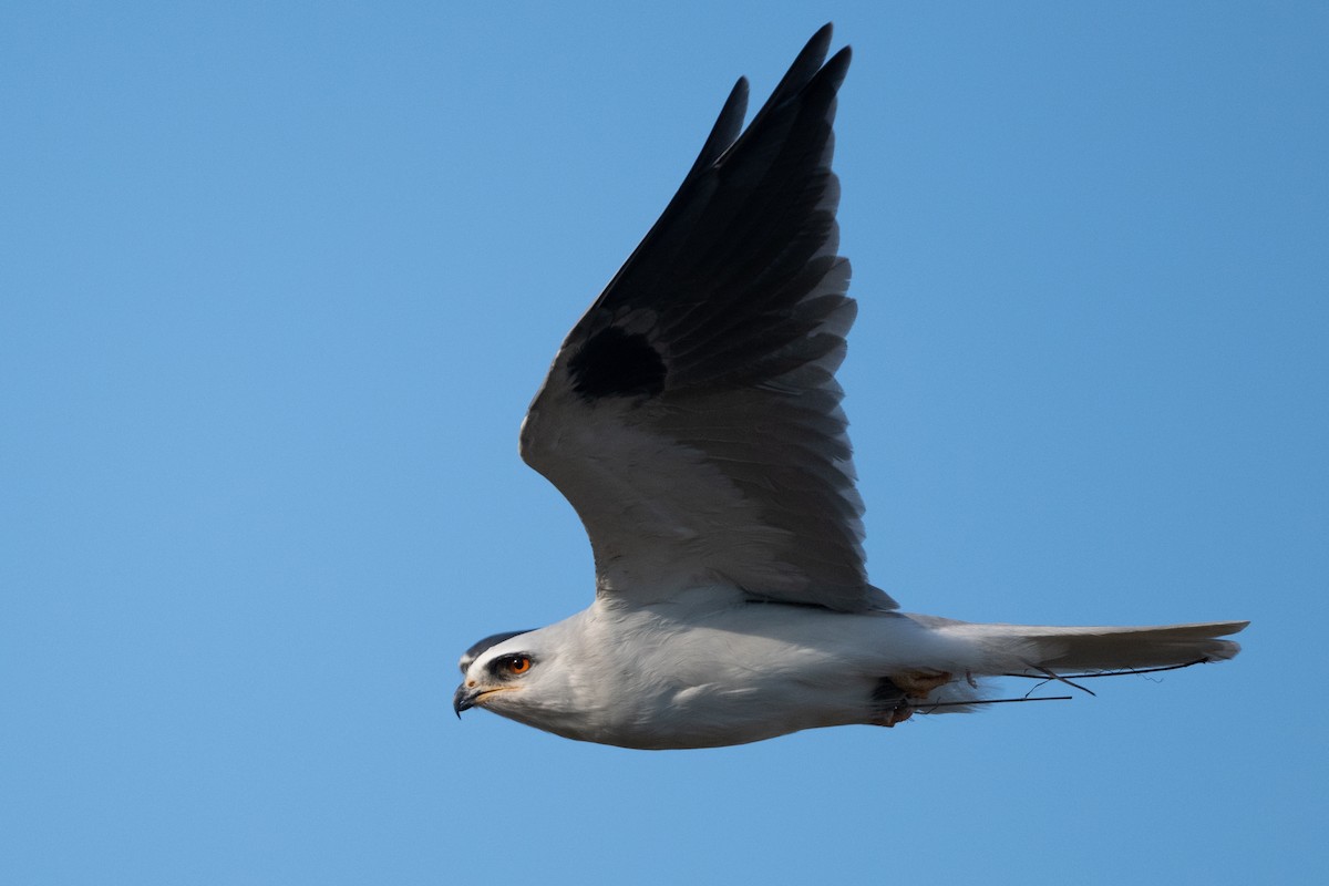 White-tailed Kite - ML611439450