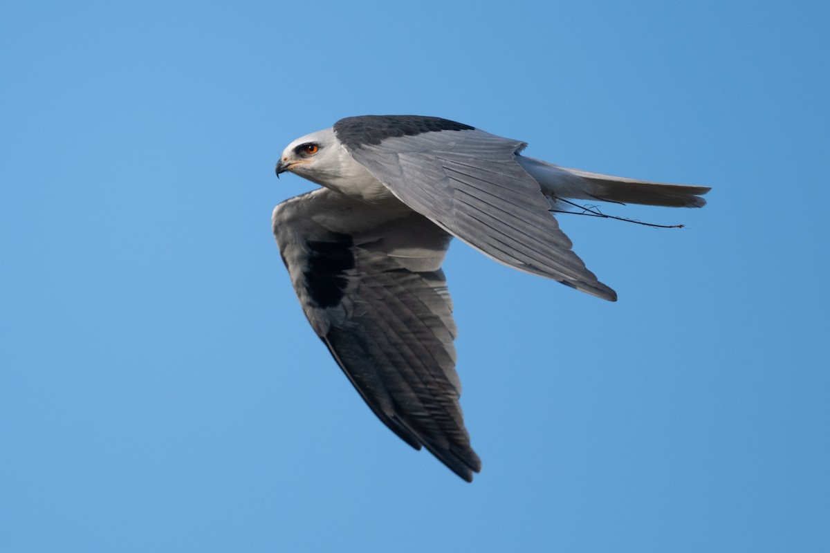 White-tailed Kite - ML611439451