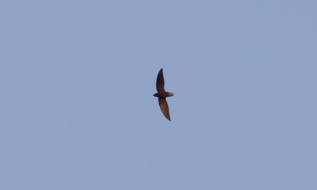 Short-tailed Swift (Short-tailed) - ML611439496