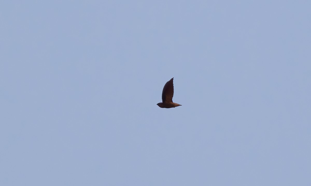 Short-tailed Swift (Short-tailed) - ML611439497