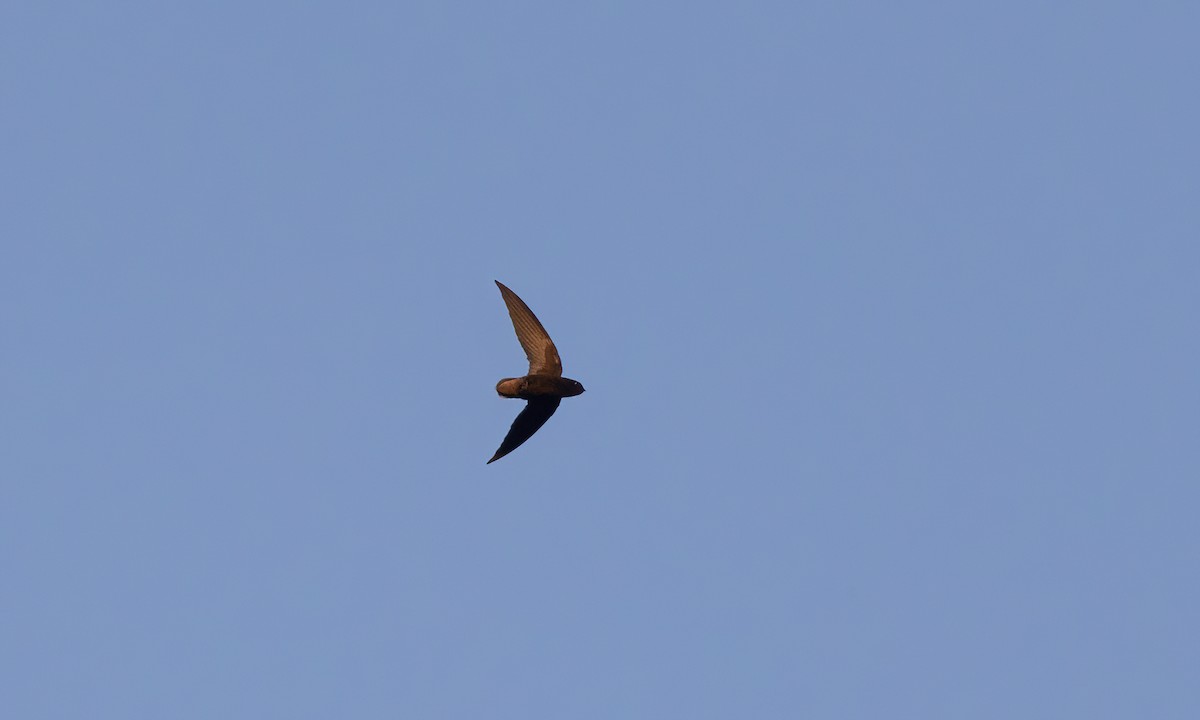 Short-tailed Swift (Short-tailed) - Paul Fenwick