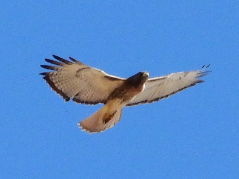 Red-tailed Hawk (umbrinus) - Amy Grimm