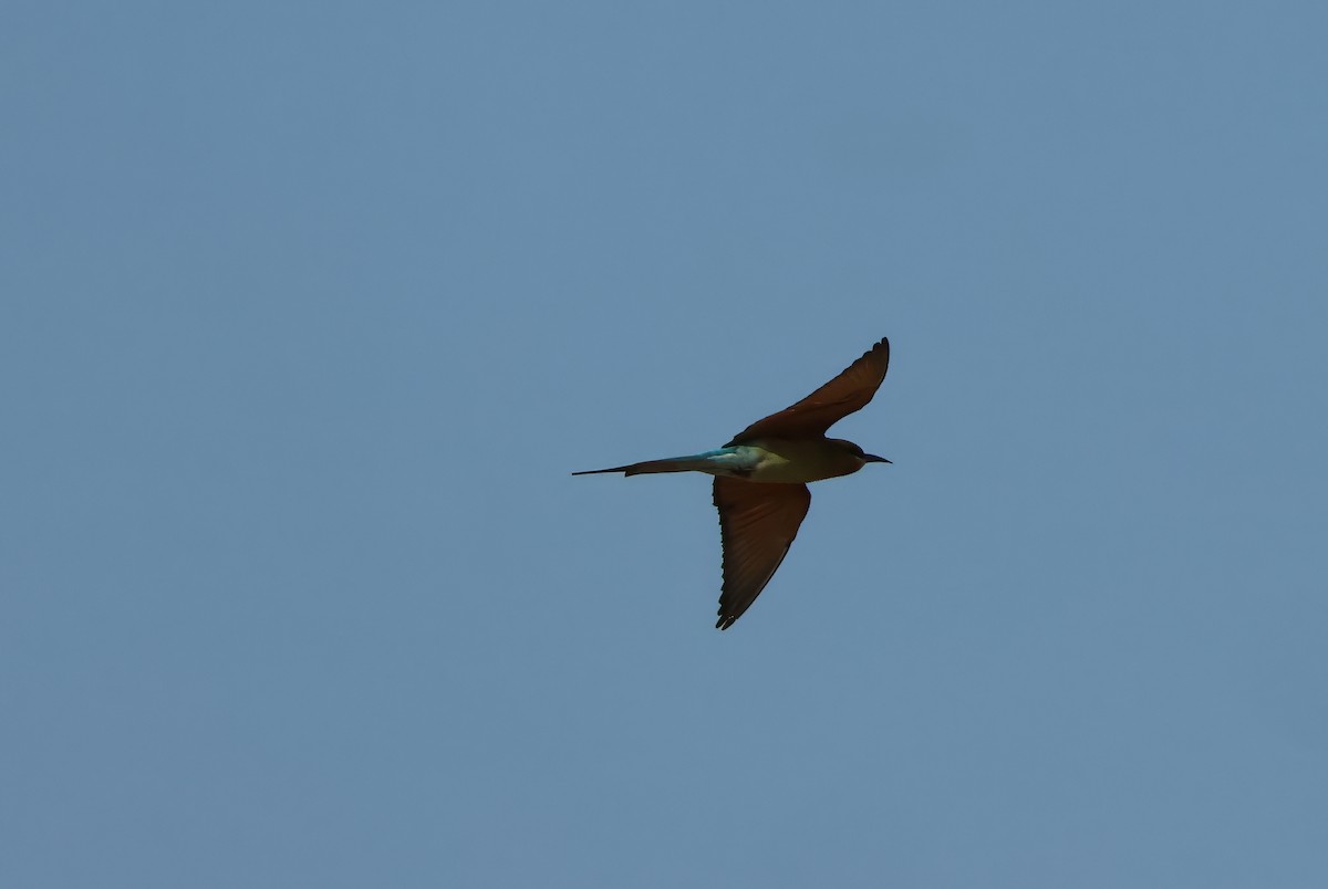 Blue-tailed Bee-eater - ML611439691