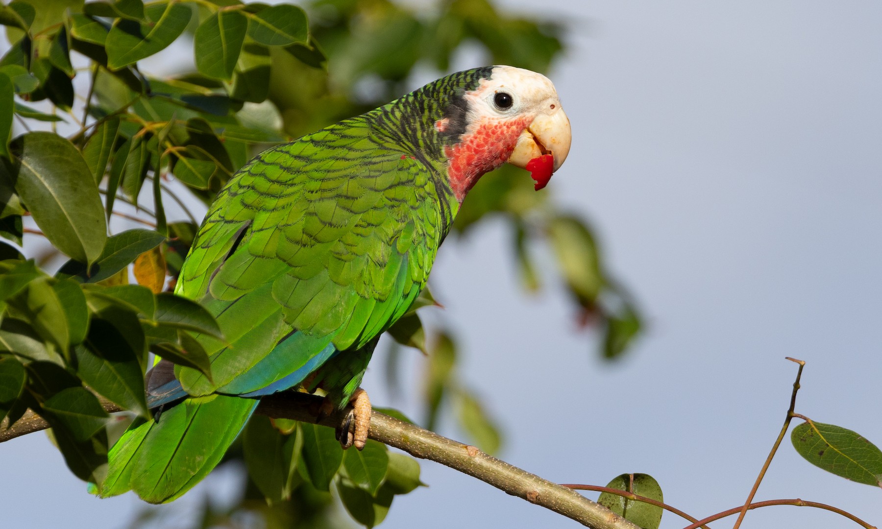 Red-crowned Parrot - eBird