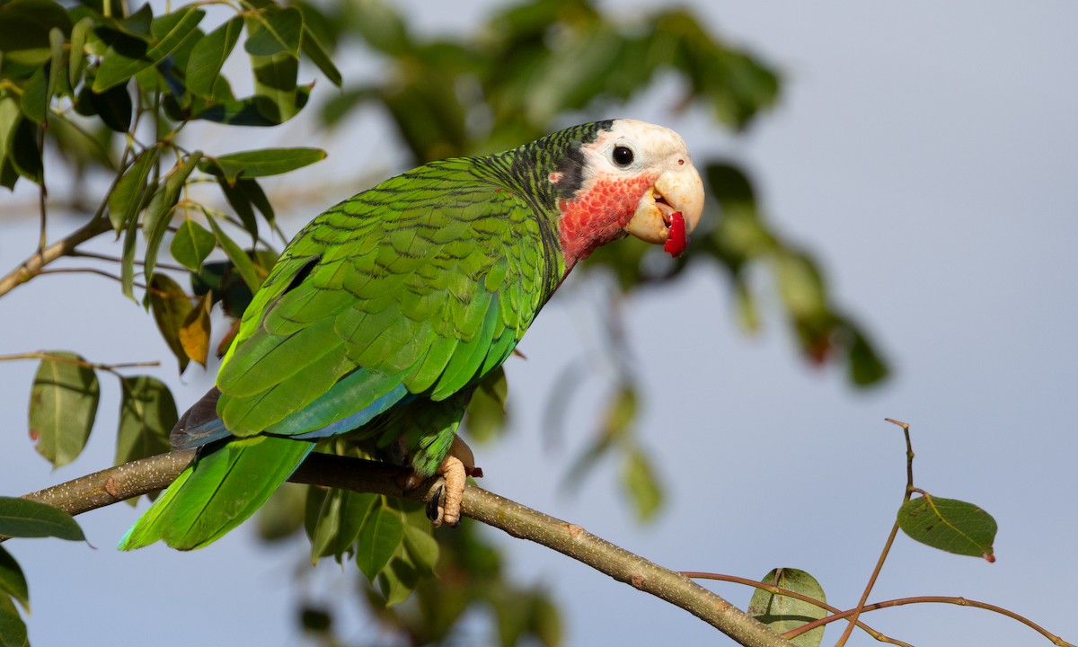 Cuban Parrot (Bahamas) - Brian Sullivan