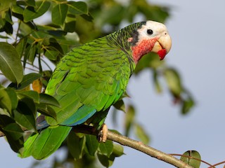 Cuban Parrot - a leucocephala - Birds of the World