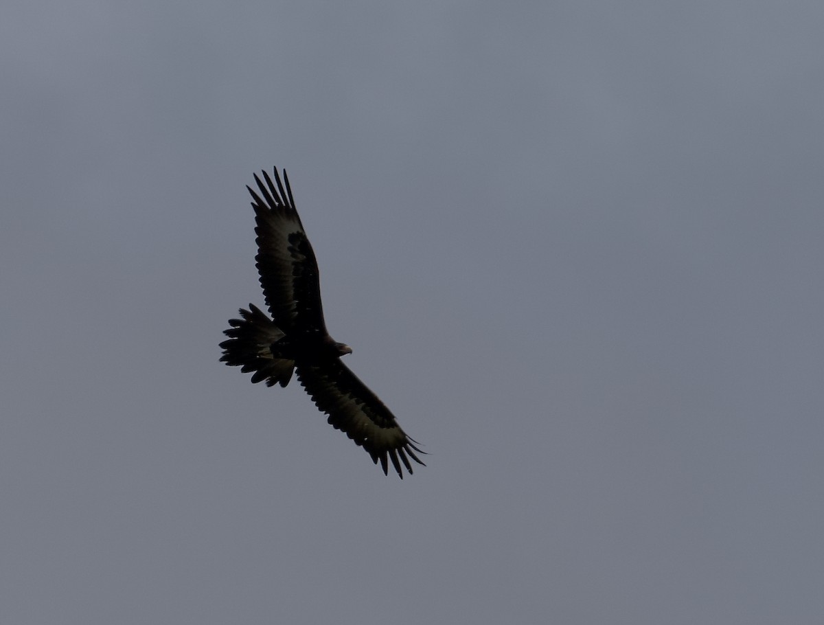 Wedge-tailed Eagle - ML611440109