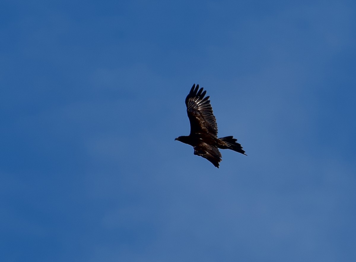 Wedge-tailed Eagle - ML611440110