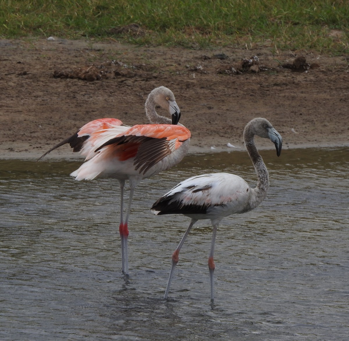 Chilean Flamingo - ML611440198