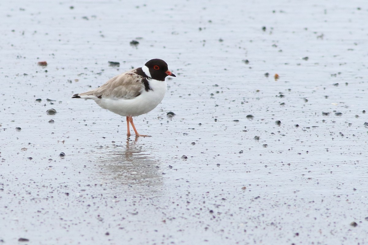 Hooded Plover - Leigh Pieterse