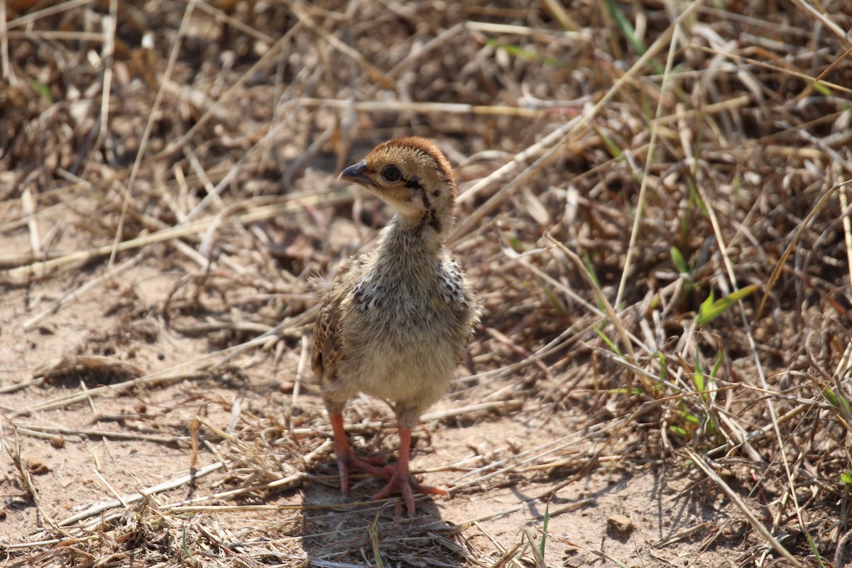 Red-necked Spurfowl - ML611440638