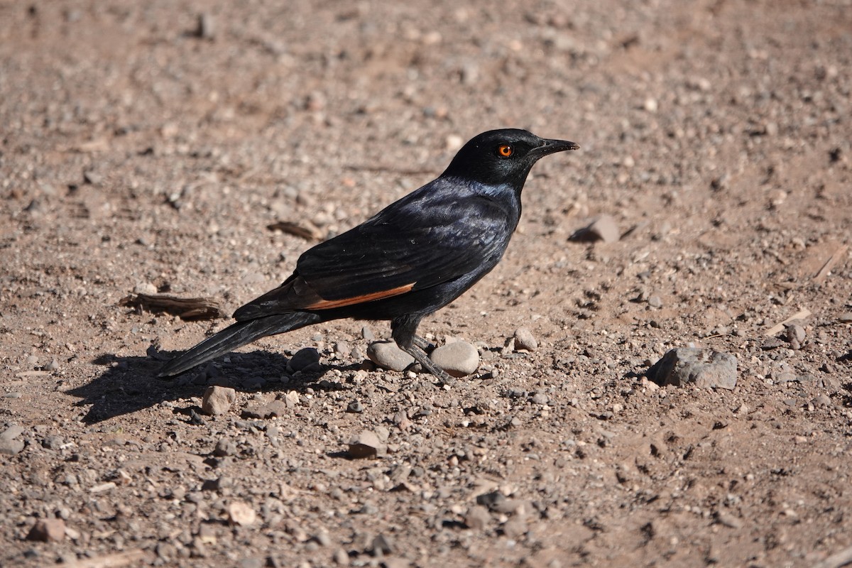 Pale-winged Starling - ML611440775