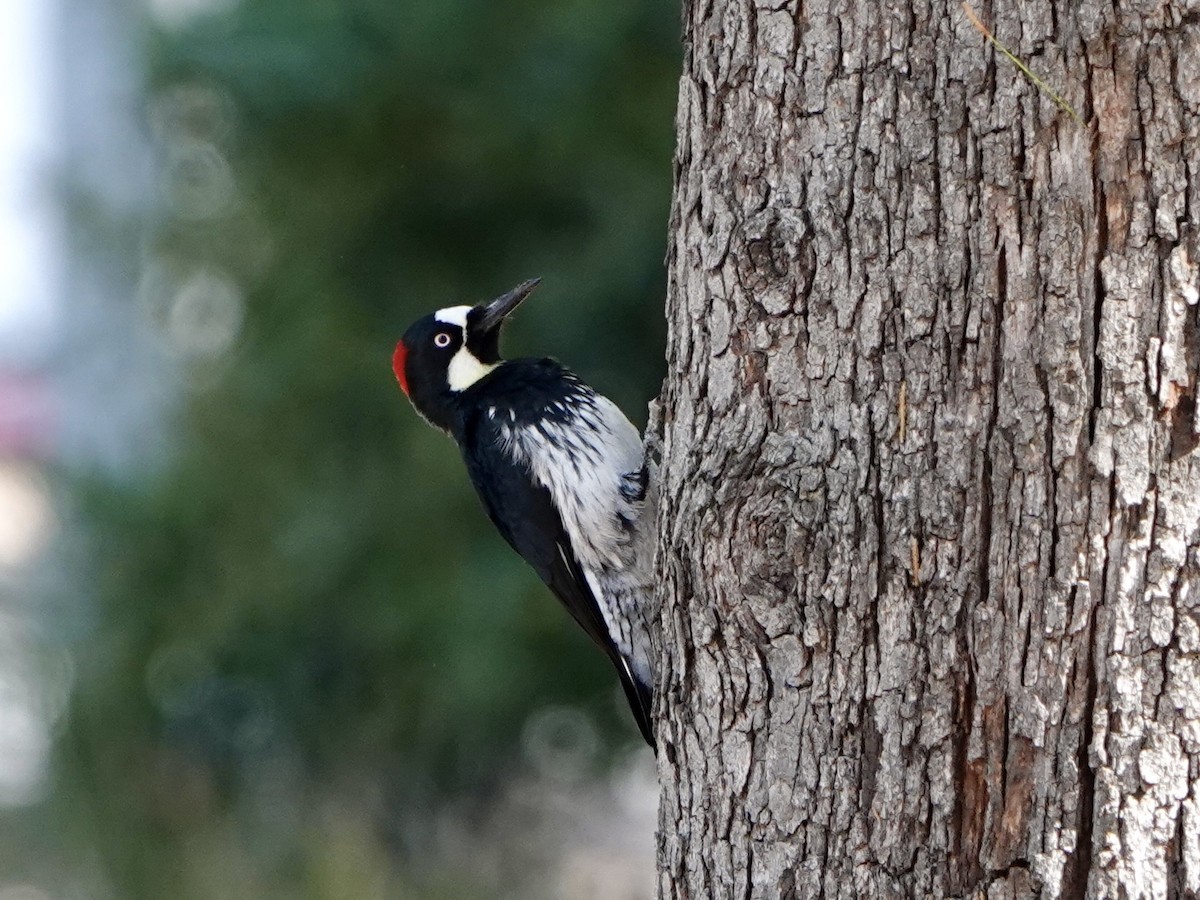 Acorn Woodpecker - ML611440835