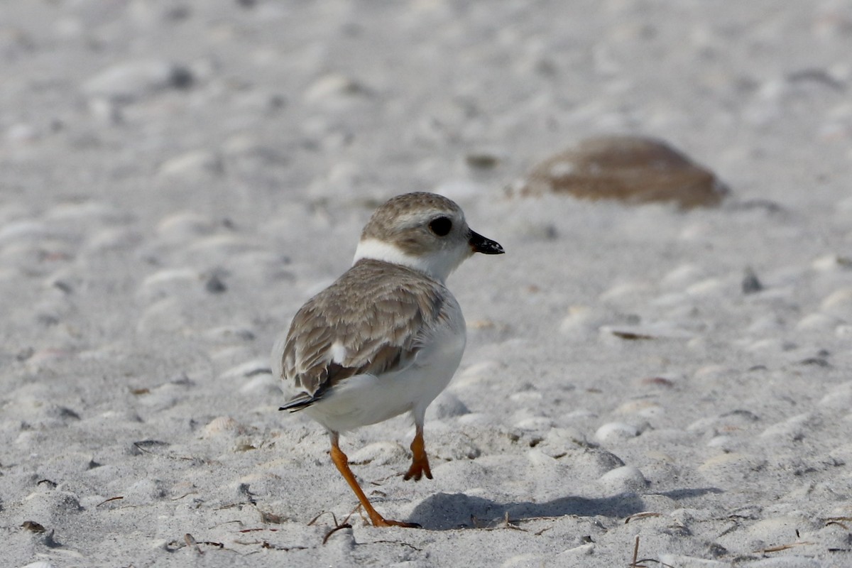 Piping Plover - Cullen Brown