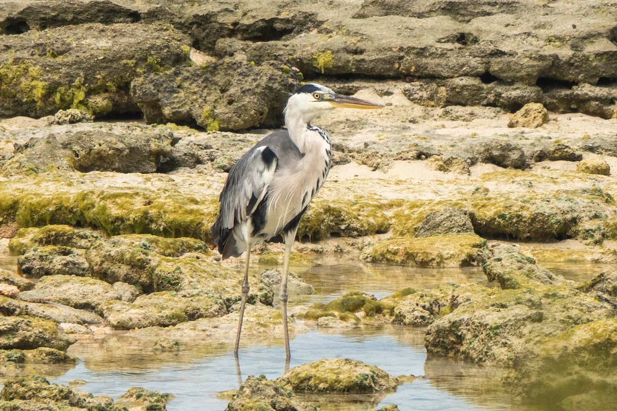 Gray Heron (Madagascar) - ML611440935