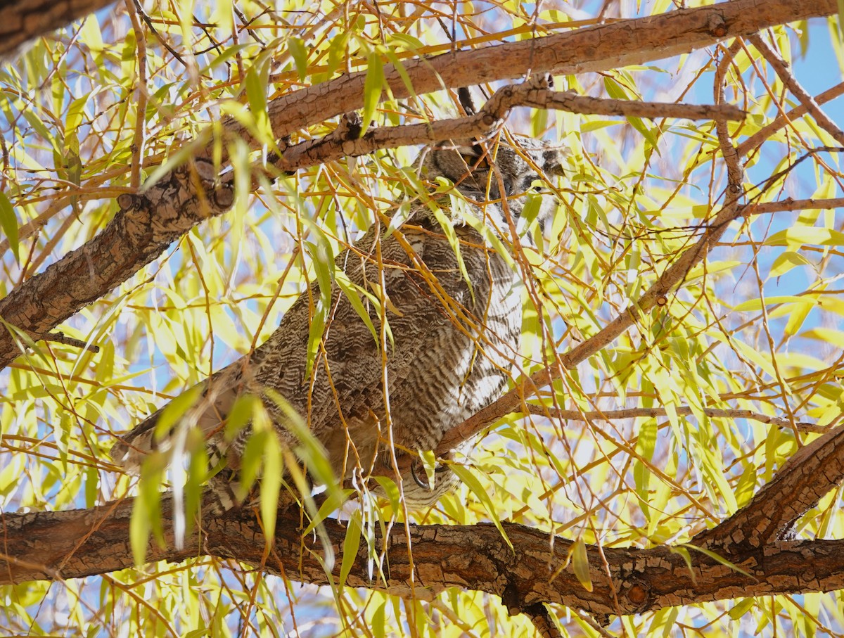 Great Horned Owl - ML611441326