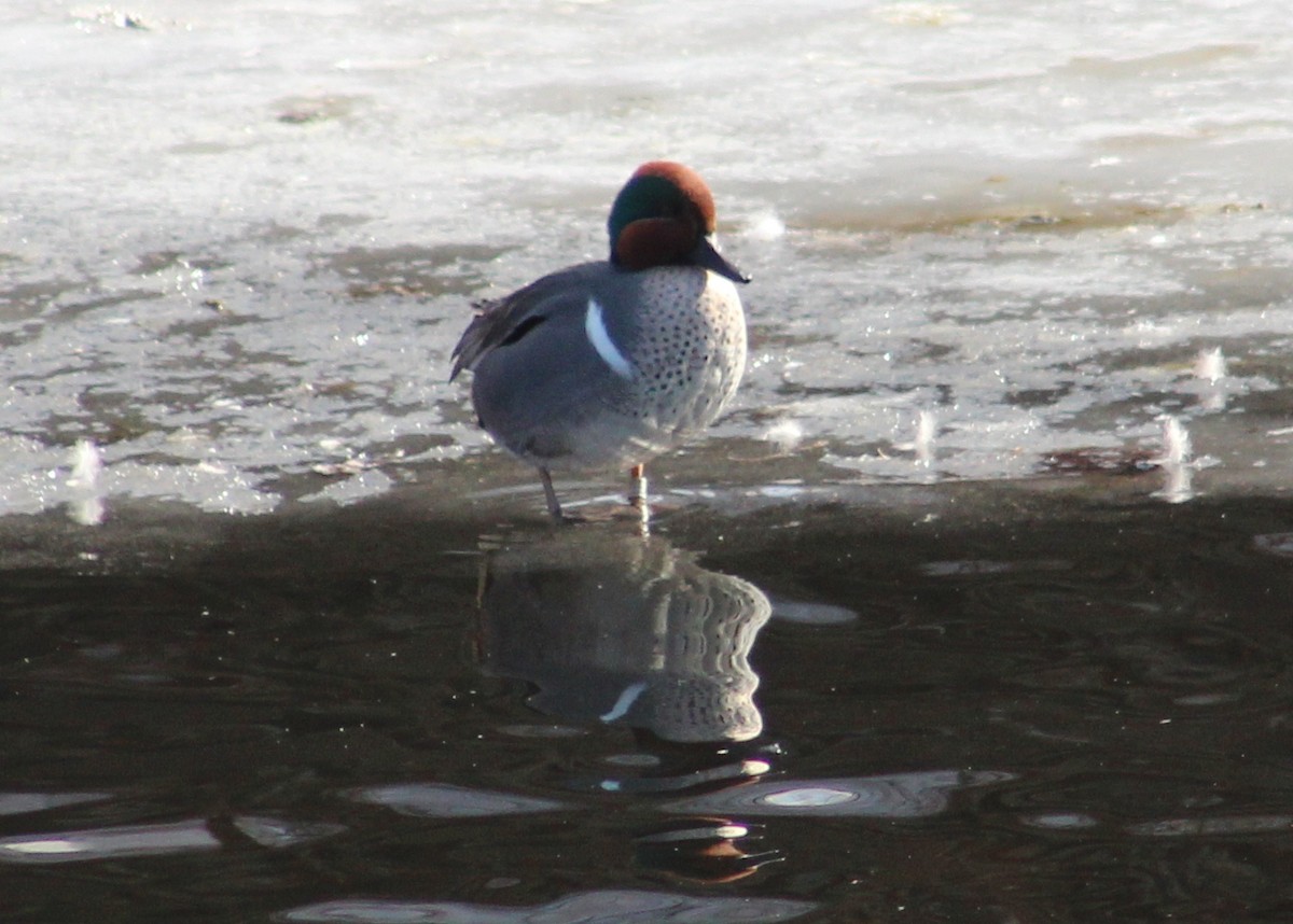 Green-winged Teal - ML611441347