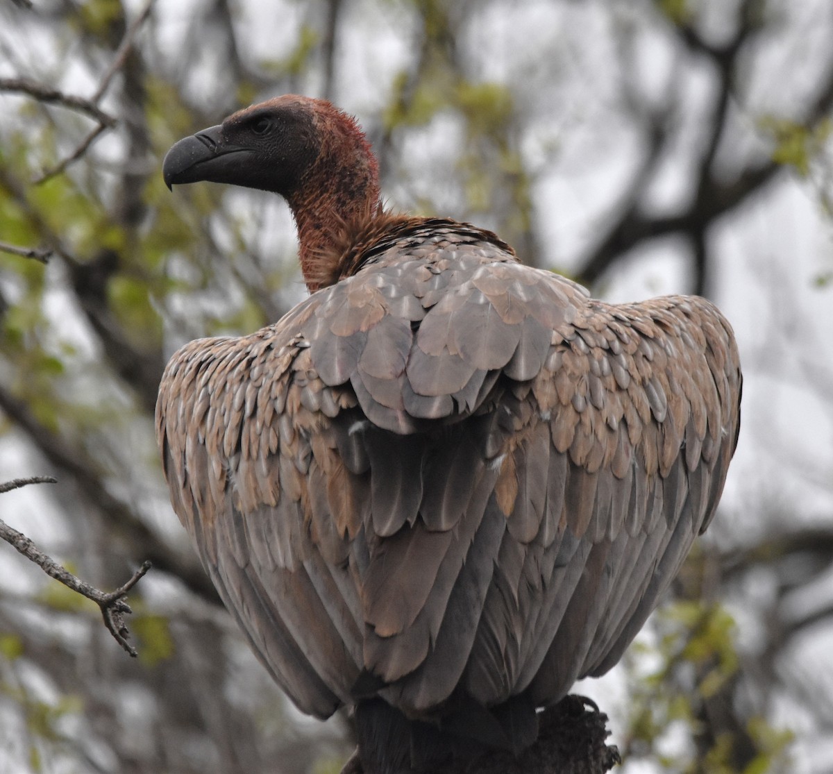 White-backed Vulture - Barbara Seith