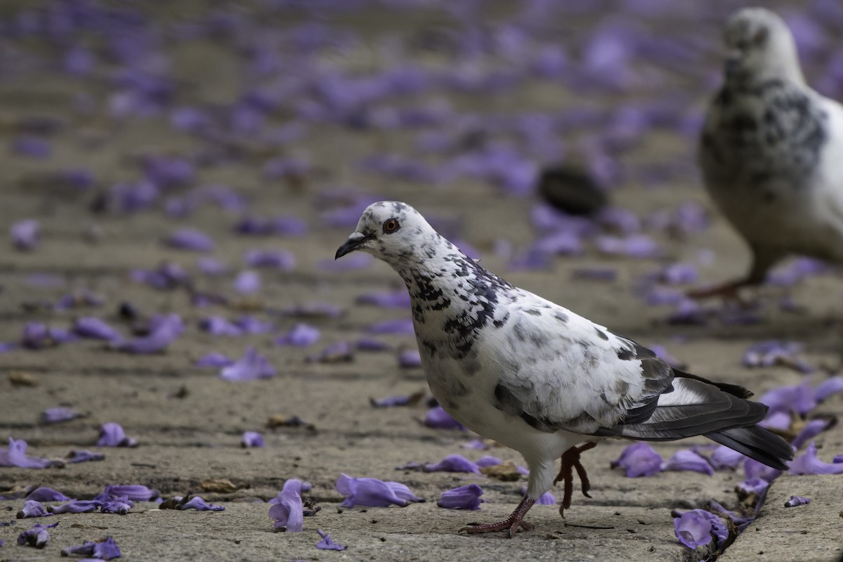 Rock Pigeon (Feral Pigeon) - ML611441798