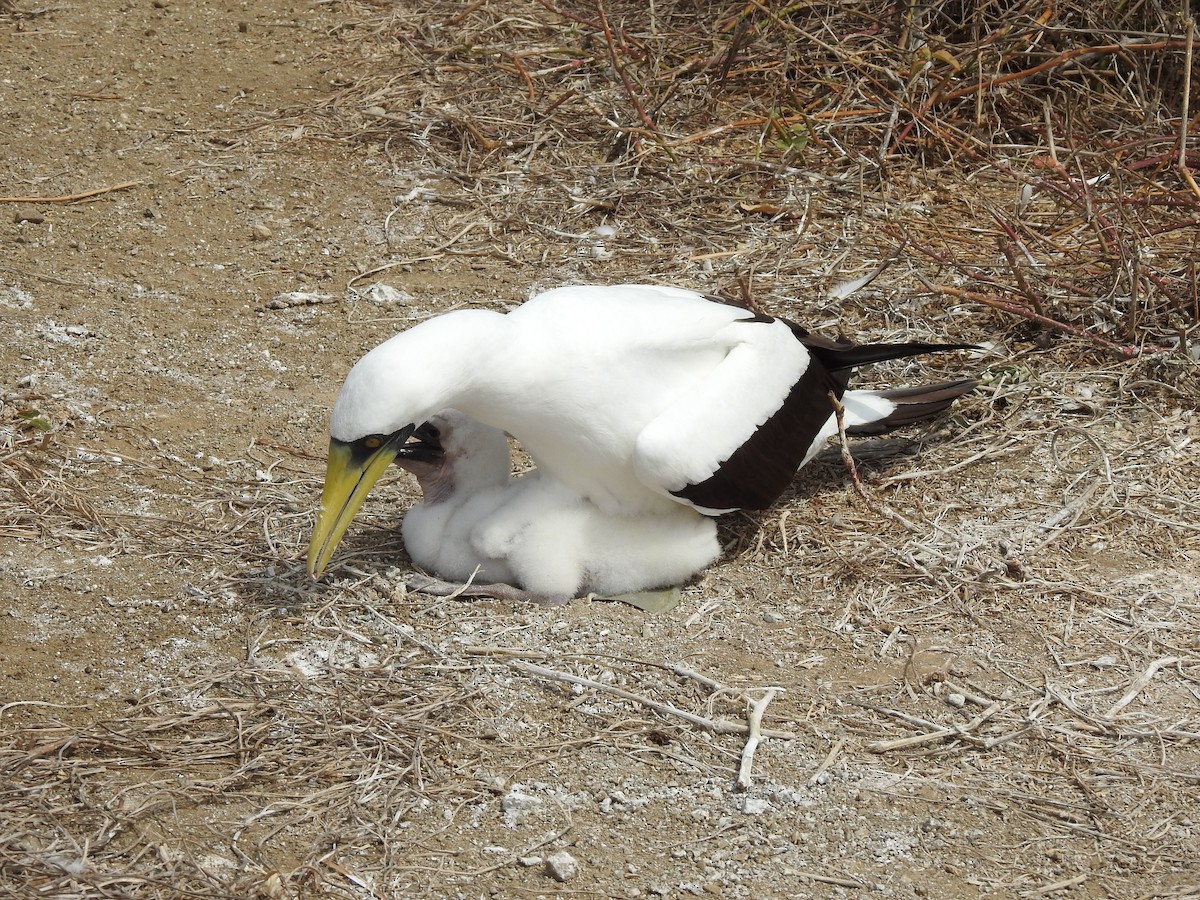 Masked Booby - ML611442190